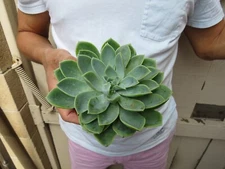 Echeveria Blue Atoll Succulent