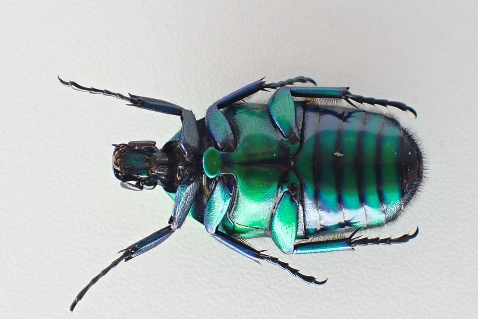 j20639. Insects, Cetoniidae sp. Vietnam, Lai Chau | eBay