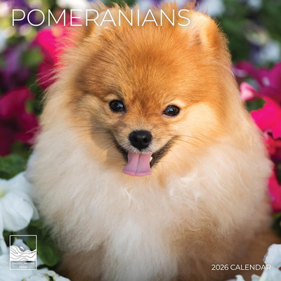 Pomeranian 2026 Wall Calendar 12 Month | 12'' X 24'' Open | Dog Photography Thick 