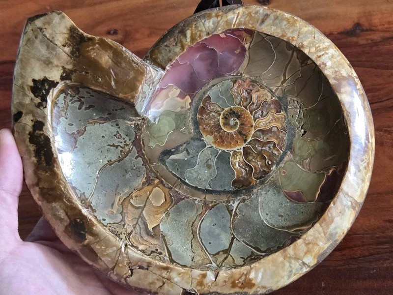 LARGE COLORFUL POLISHED AMMONITE FOSSIL + STAND! RARE SHELL ON BACK SIDE! 
