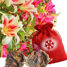 Tree Lily Bulbs Christmas Sack Gift Set Outdoor Him Her Gardener Flower 12/14cm