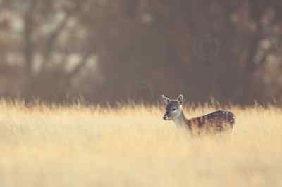 DEER ART PRINT - Small One by Mark Bridger 16x24 Wildlife Landscape Doe Poster