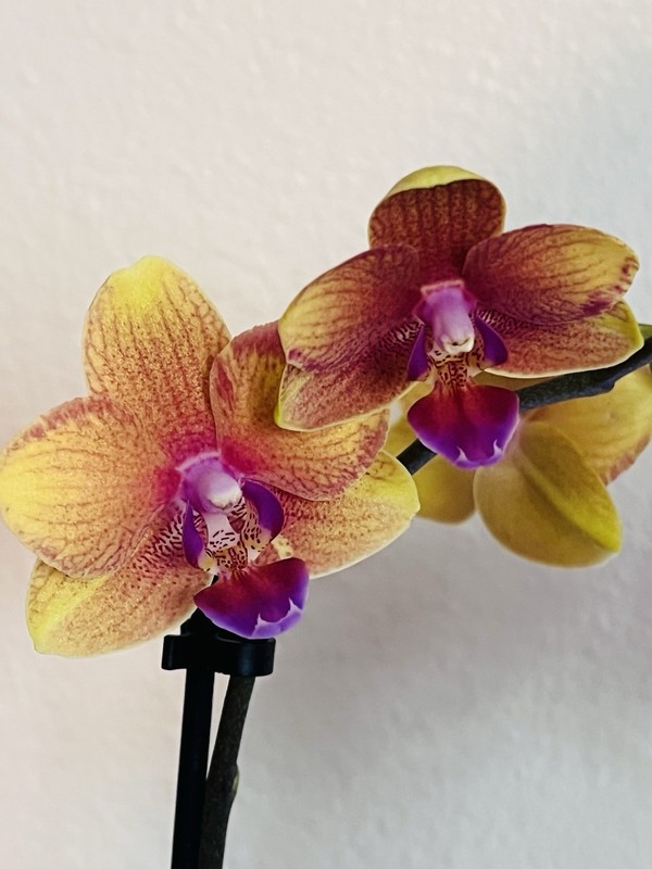 Phalaenopsis Orchid NOID Taiwanese Species Rare Colored Plant