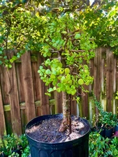 Bonsai  Jade Tree "1" Base Trunk 6 years Pre Bonsai  In /Outdoor / Tropical