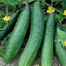 Garden Sweet F1 Hybrid Cucumber Seeds (25+ Seeds)