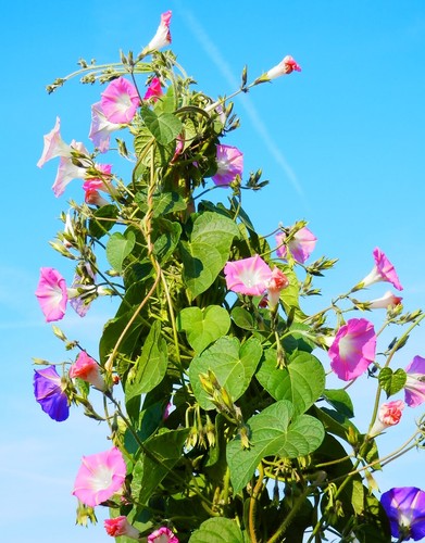 Prachtwinde Ipomea puprea, blau, pink u. rosa, Demeter BIO-Saatgut, 50 Korn - Bild 2 von 4