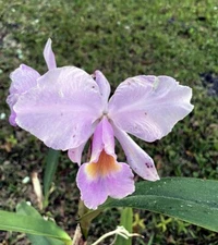 SELECT SALE - RARE FORM CATTLEYA ORCHID SPECIES  trianae concolor 2 in