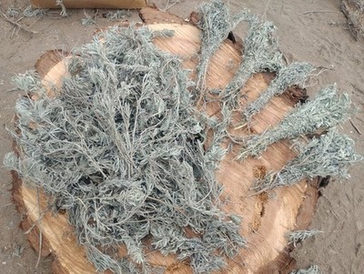 White Sage Smudge Sticks (4'' - 5'') grWholesale Bulk Quantidy 50 White Sage Wands