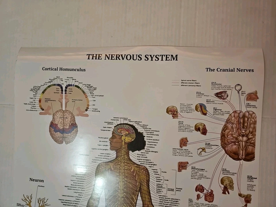 The Nervous System - 2 Sided Anatomy Poster 29.5" x 17.5" In. The Art Of Science - Image 2 of 4