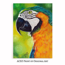 ACEO Print of Original Art Parrot Blue and Gold Macaw Collectible Card, Mini Art