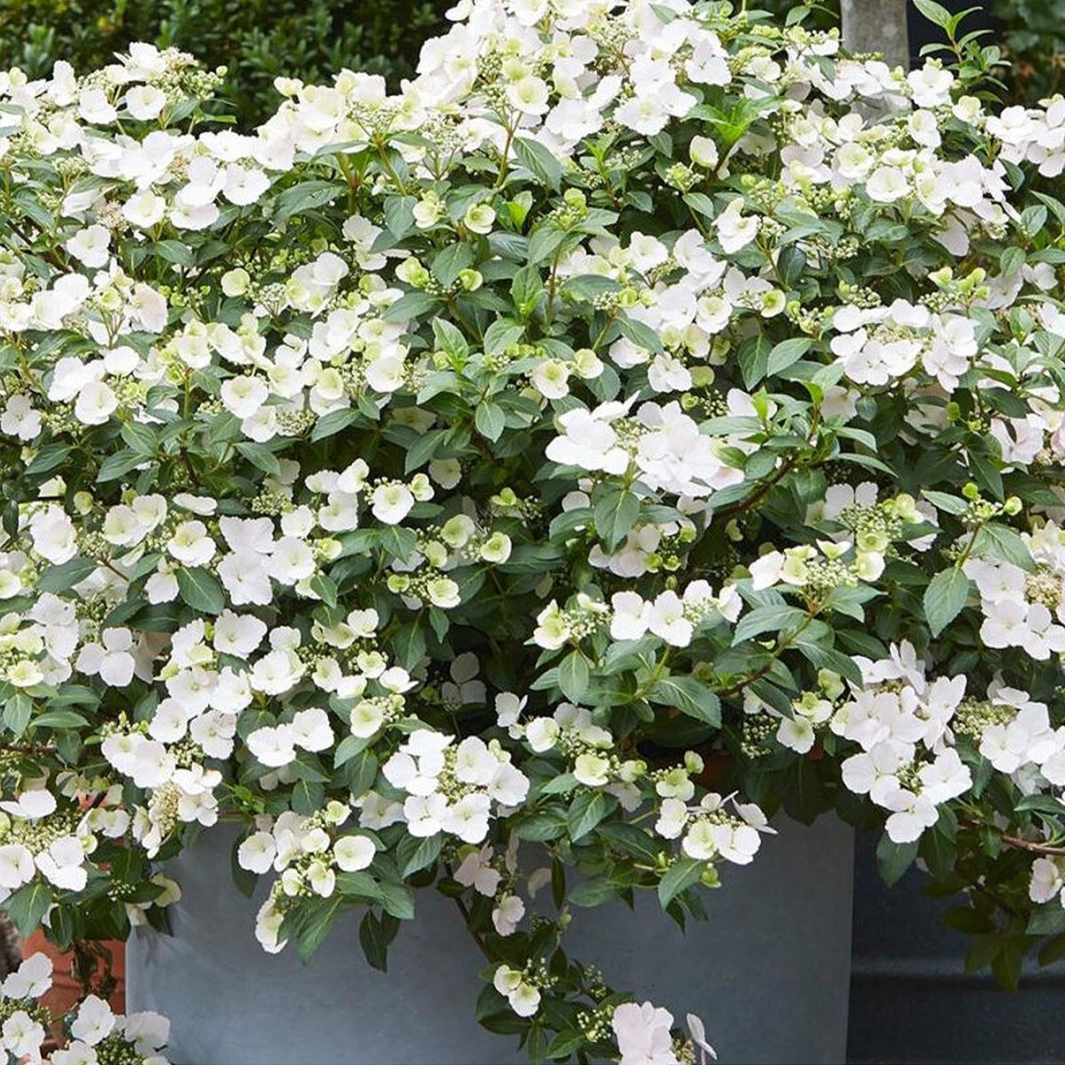 Image of Garland hydrangea 2