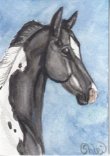 ACEO original Watercolor Art Card HORSE blk & White Tobiano ASB gaited Filly