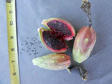 500+ Fresh Organic Arizona Saguaro Cactus Seeds - Carnegiea Gigantea