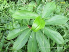 Dried Insulin Plant Leaves Costus Igneus Thebu Organic Natural Tea Ceylon 1.7oz