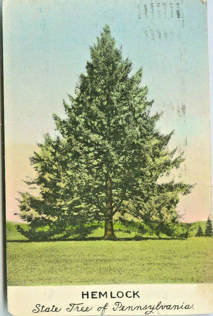 Pennsylvania State Tree Hemlock
