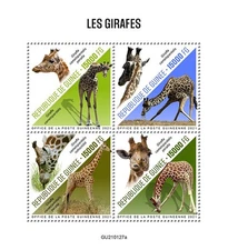 Giraffes