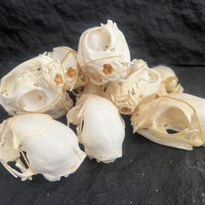 2PCS Taxidermy Real Animals Skull Decor Model Animals Bones Education Collection
