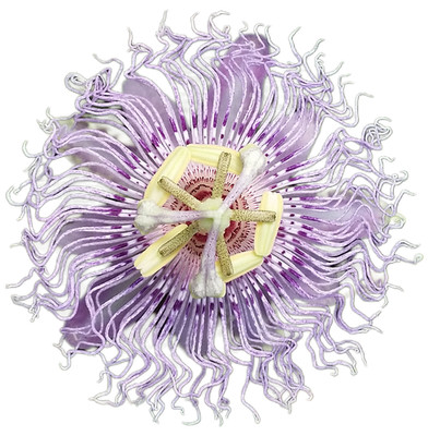 winterharte Maibop Passiflora incarnata eingetopfte Kletterpflanze