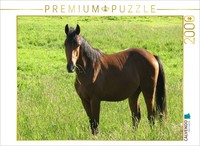 Calvendo Puzzle Horse In The Pasture | 2000 Pieces, Finished Size 35.4 × 26.4 In