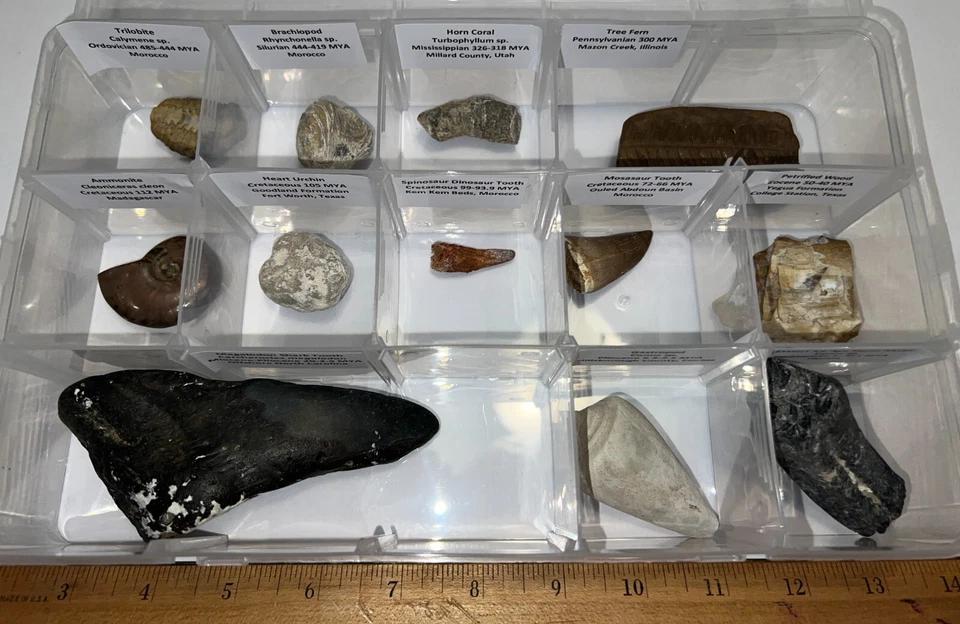 Labeled REAL 12 Fossil Lot Case MEGALODON, SPINOSAUR DINOSAUR TOOTH, TRILOBITE - Image 4 of 4