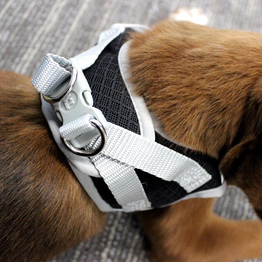 Dog Harness, Black, Wrap Style, Extra Small