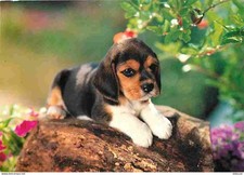 Carte Postale - Animaux - Chiens - Beagle - Chiots - Carte Neuve - CPM - Voir Sc