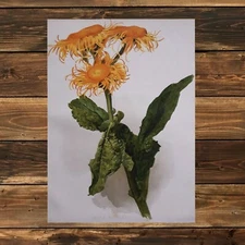 1903 Inula Roylei print. Yellow flowers. Antique lithograph. Asteraceae family.