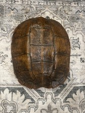 Genuine Large Snapping Turtle Shell Genuine Large Snapping Turtle Shell - Image 1