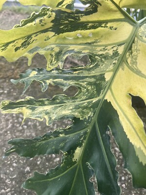 philodendron ring of fire variegata Variegated Philodendron 'Ring of Fire': Unique Philodendrons for Plant –  Altman Plants