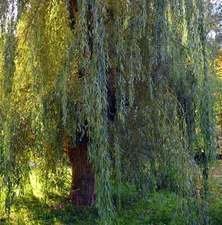 White Willow Cuttings (20) 6-10” hardwood cuttings