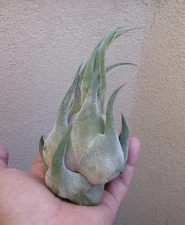 Tillandsia Seleriana Air Plants