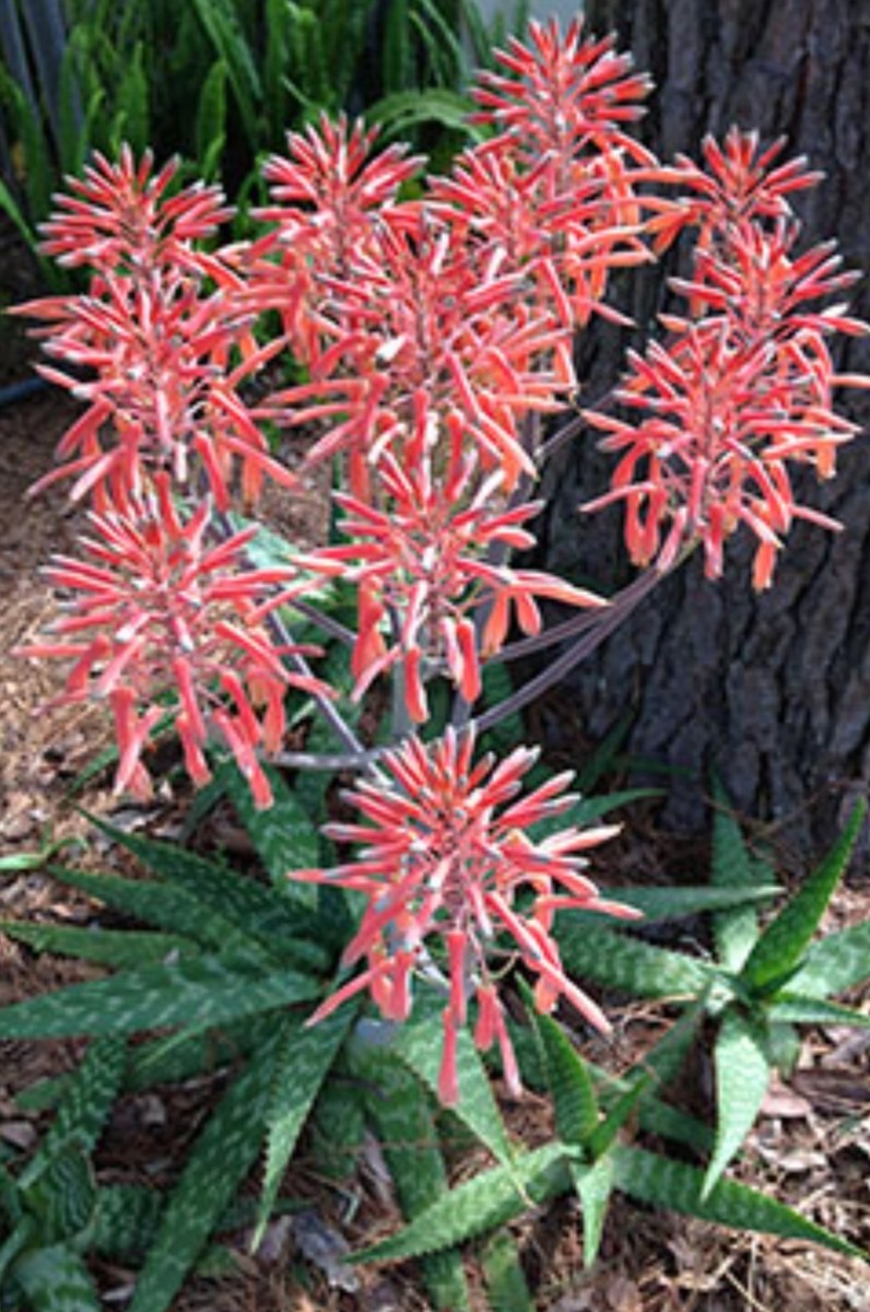 XL 12"+ Aloe Saponaria Soap Aloe Maculata Cold Hardy Well Rooted Medicinal  Plant | eBay