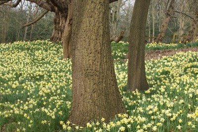 Photo 6x4 View of trees among the daffodils on the Daffodil Bank in Warle c2017