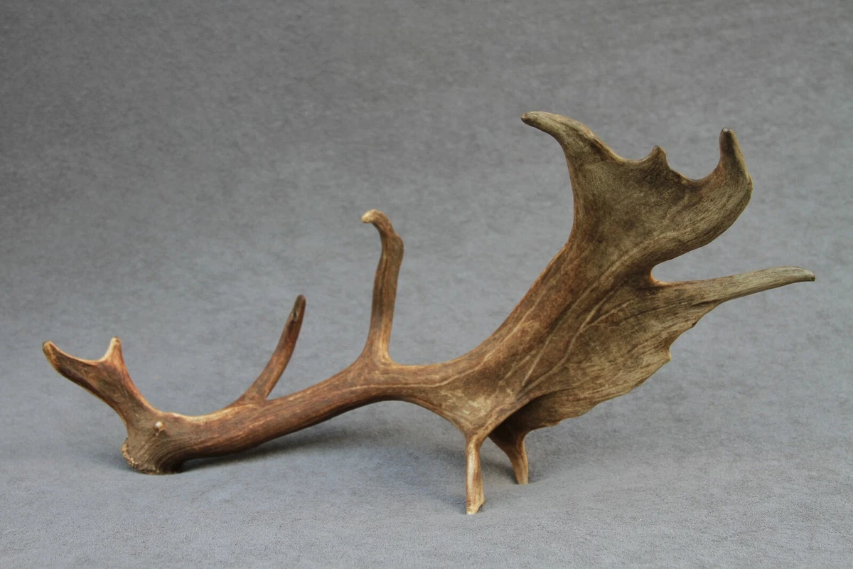 Natural top shed antlers