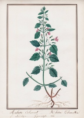 Melissa Calamentha Bergminze botany Aquarell watercolor drawing 1830