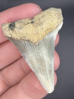 Light Colored 1.84  Lowcountry Angustiden Shark Tooth Fossil Megalodon Family