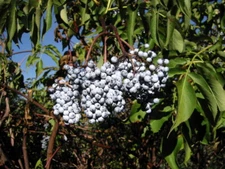 Blue Elderberry (Sambucus Caerulea), 50 seeds
