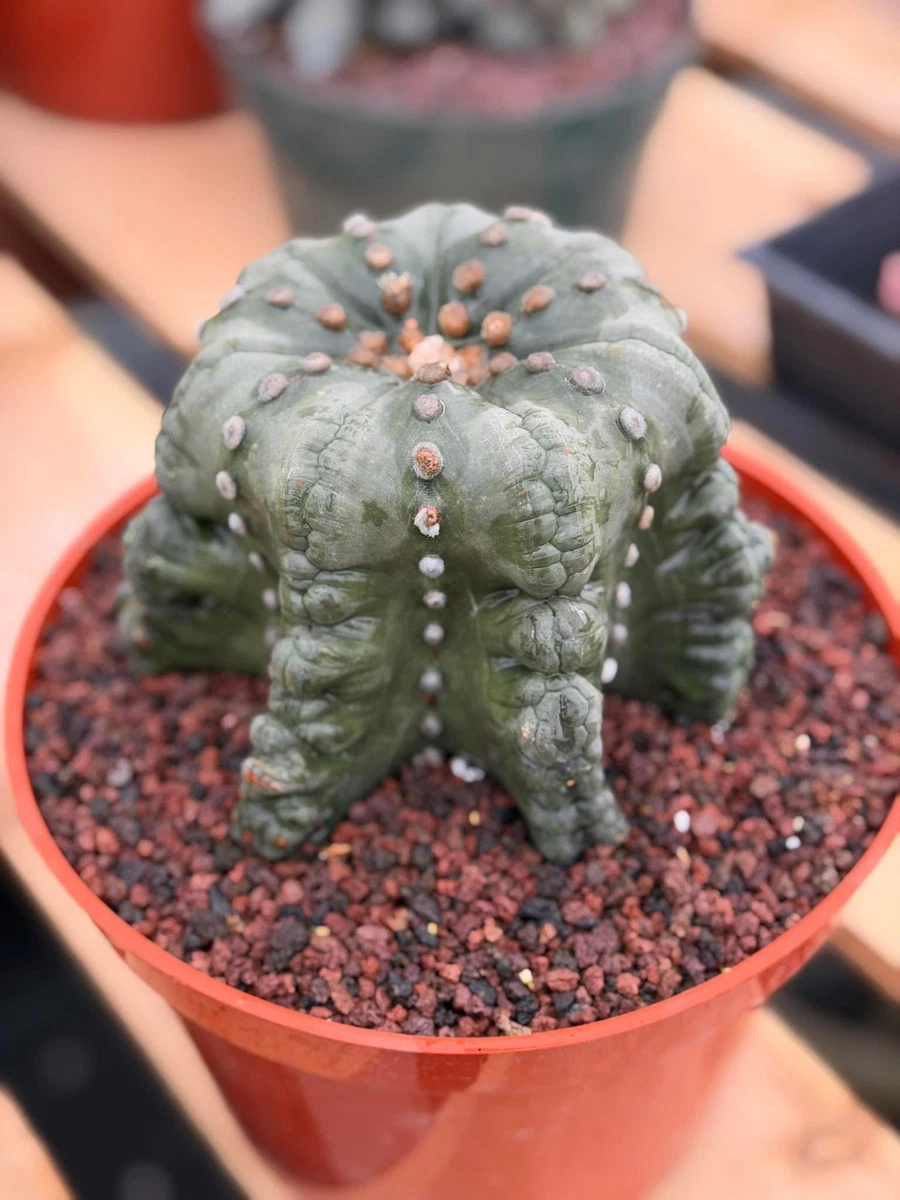 spiral cactus Cereus Forbesii Spiralis – Rare Spiral Cactus | 20cm+ | Bare Root – Chic  Chic Plants main image 0