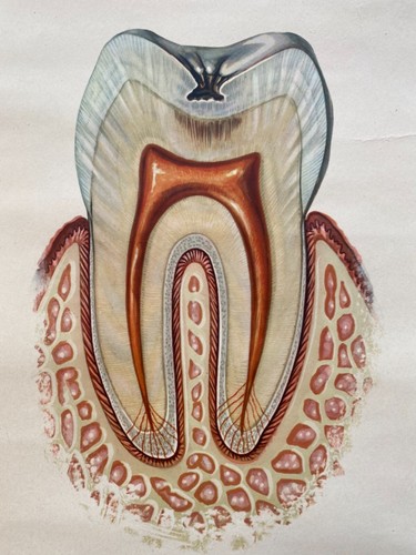 DE COLECCIÓN ESCUELA ANATÓMICA TABLA DE DIENTES HUMANOS PAPEL SOBRE LIENZO - Imagen 12 de 12