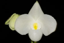 Paphiopedilum Amagiri  #1 (delenatii var. album x wenshanense)