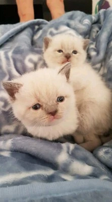 Purebred British Short Hair Kittens Cats Kittens Gumtree Australia Perth City Area Perth 1255345852