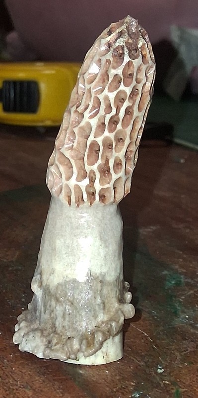 MOREL MUSHROOM DECOYS;HAND CARVED FROM  WHITETAIL DEER ANTLERS ONE OF A KIND;LK