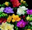 25x Freesia Mixed Bulbs Hardy Perennial Garden Flowers