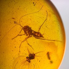 PRAYING MANTIS JUVENILE in Burmese / Burmite amber fossil / 100% genuine 