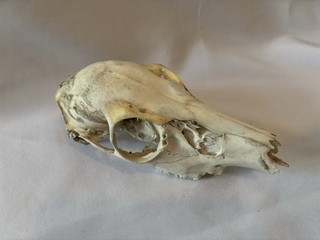 Collectible White Tailed Deer Skull Whitetail With Teeth!