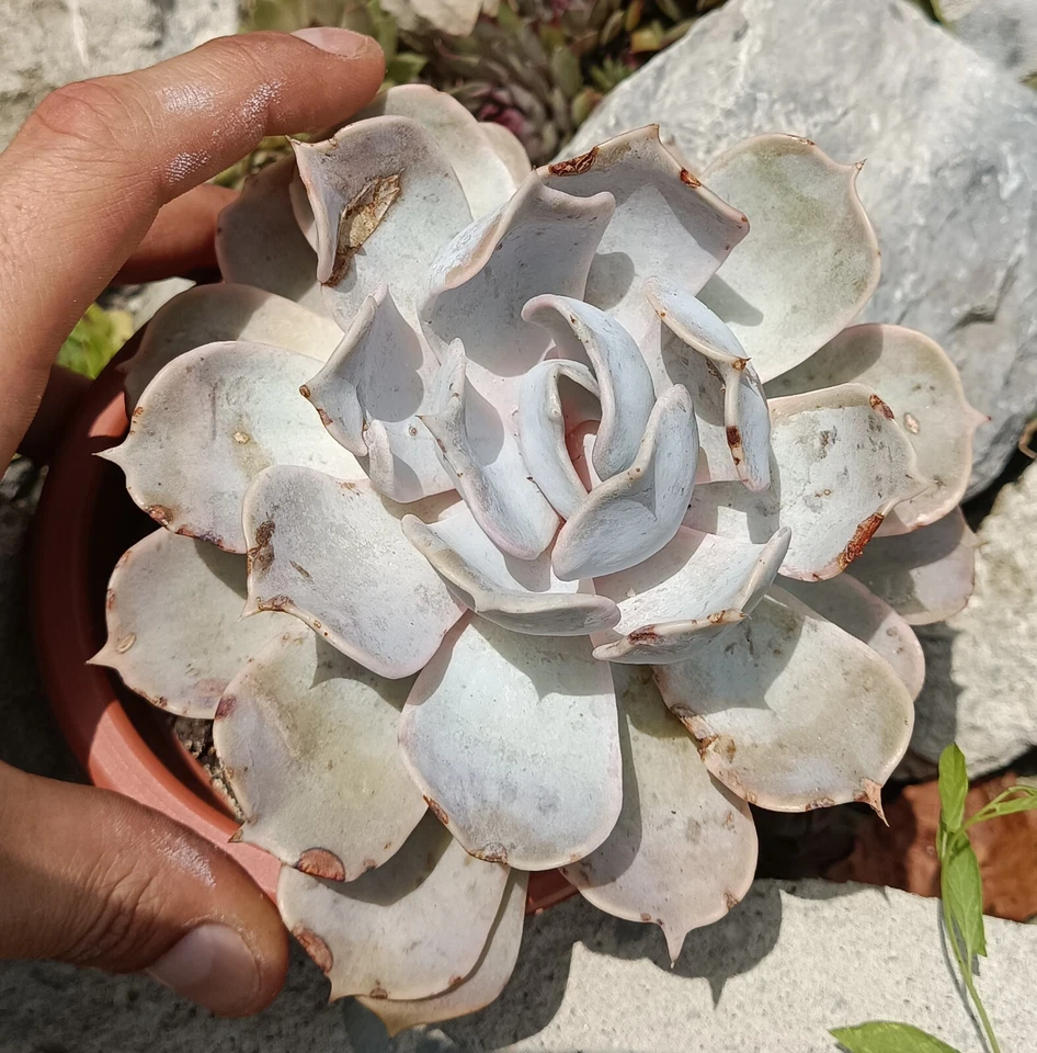 Echeveria lilacina big rare succulent cactus cacti live plant free gift - Image 3 of 4