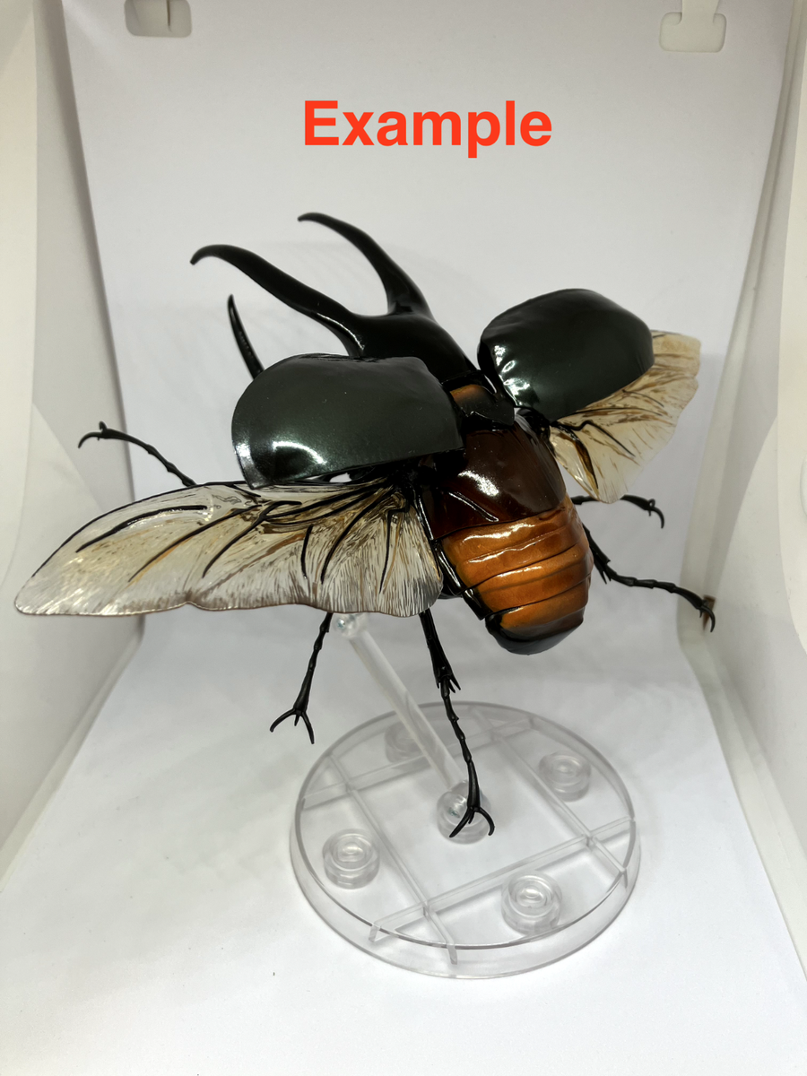 The Diversity of Life on Earth Advance Caucasus Beetle w/ Wings The Diversity of Life on Earth Advance Caucasus Beetle w/ Wings