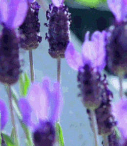 Lavender-Flowers-Healing-Handmade-Natural-Soap-Bar-New