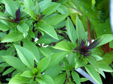 Thai Basil 200 Seeds Sweet Ornamental Soap-making Non-GMO