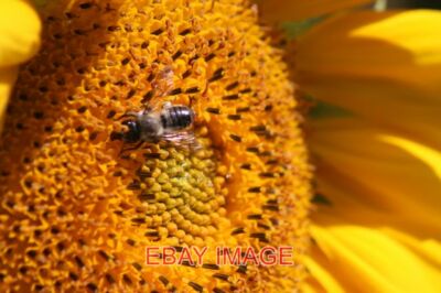 FOTO WALSALL DIESE SONNENBLUME IST EINE ATTRAKTION FÜR DIE LOKALEN BIENEN. 2019